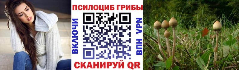 даркнет клад  Котовск  Галлюциногенные грибы мицелий 