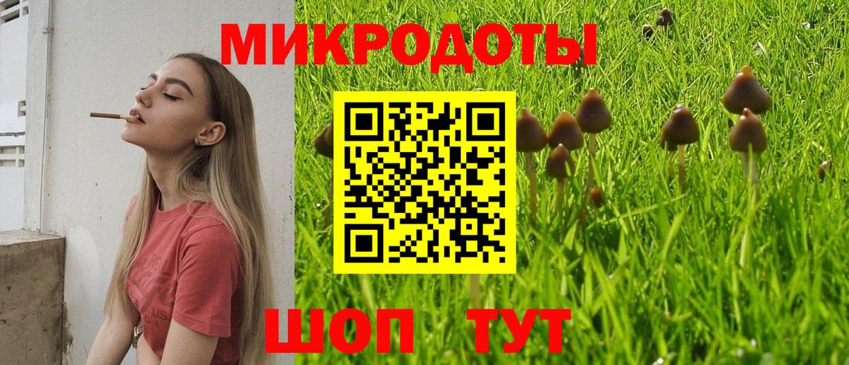 Псилоцибиновые грибы Psilocybe Котовск